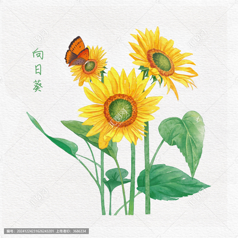 水彩風(fēng)向日葵花卉插畫