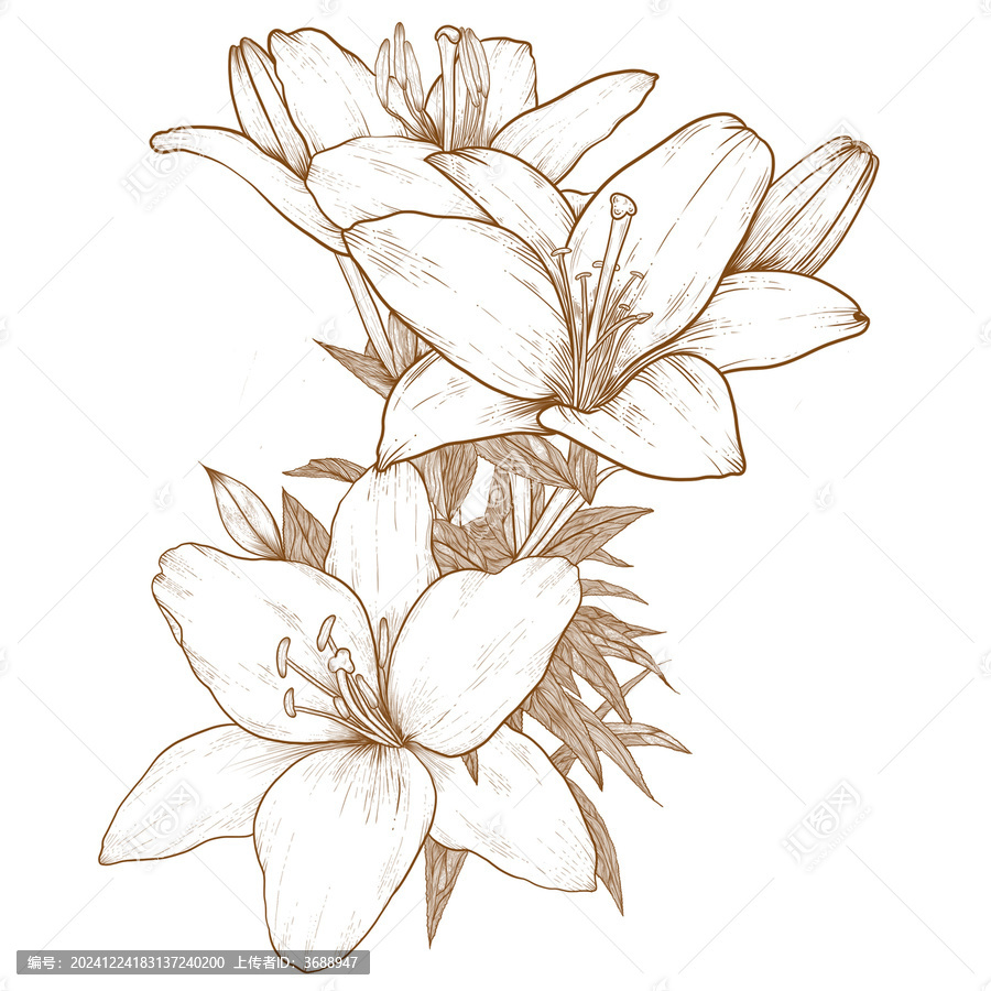 百合插畫