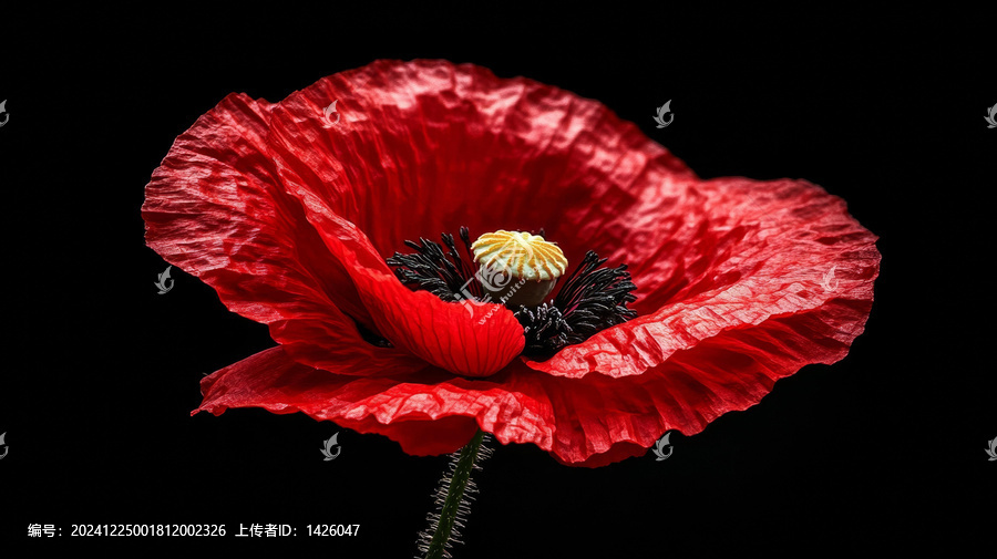 鮮艷紅虞美人的特寫