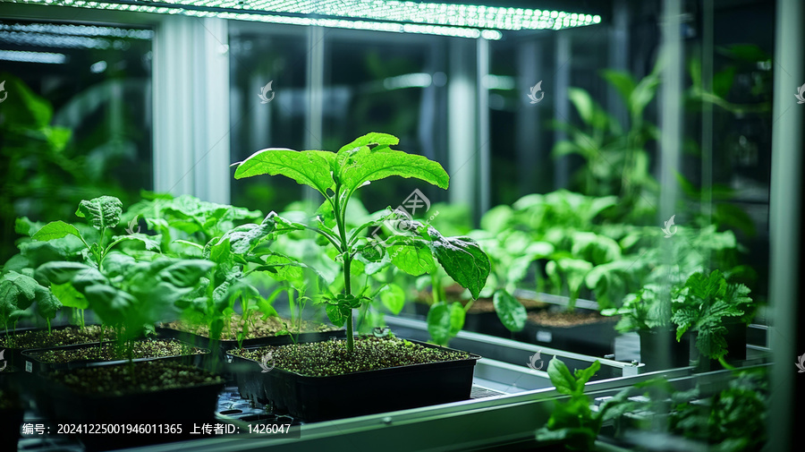 植物生長(zhǎng)控制環(huán)境