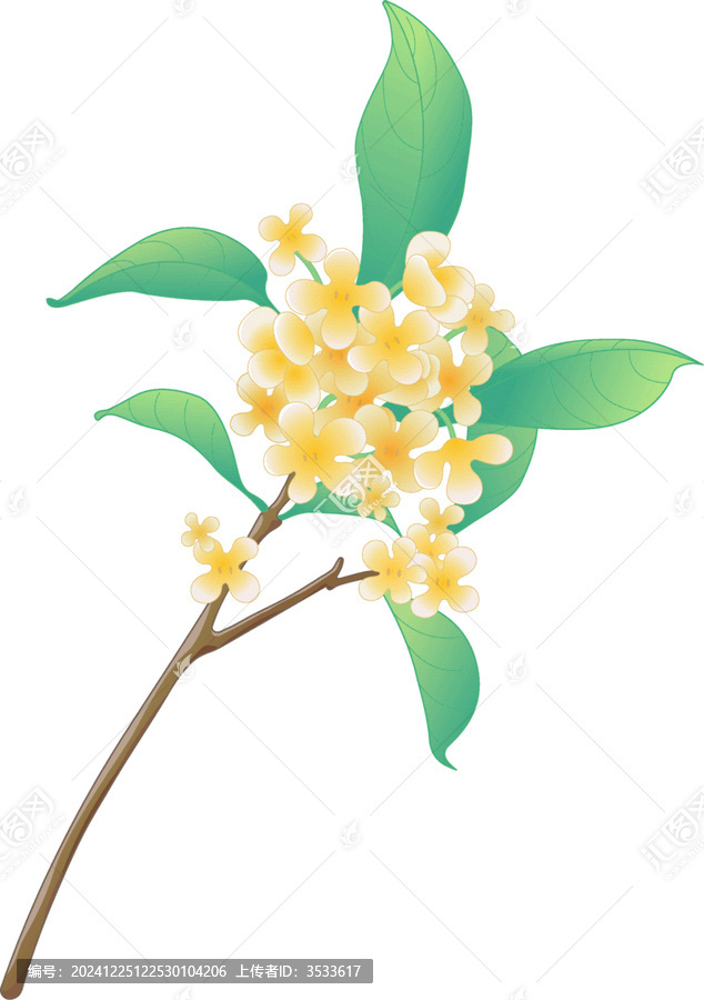 桂花