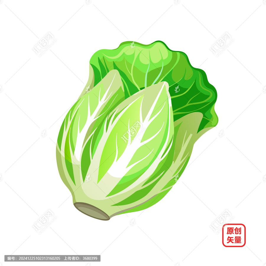 矢量插畫蔬菜生鮮大白菜