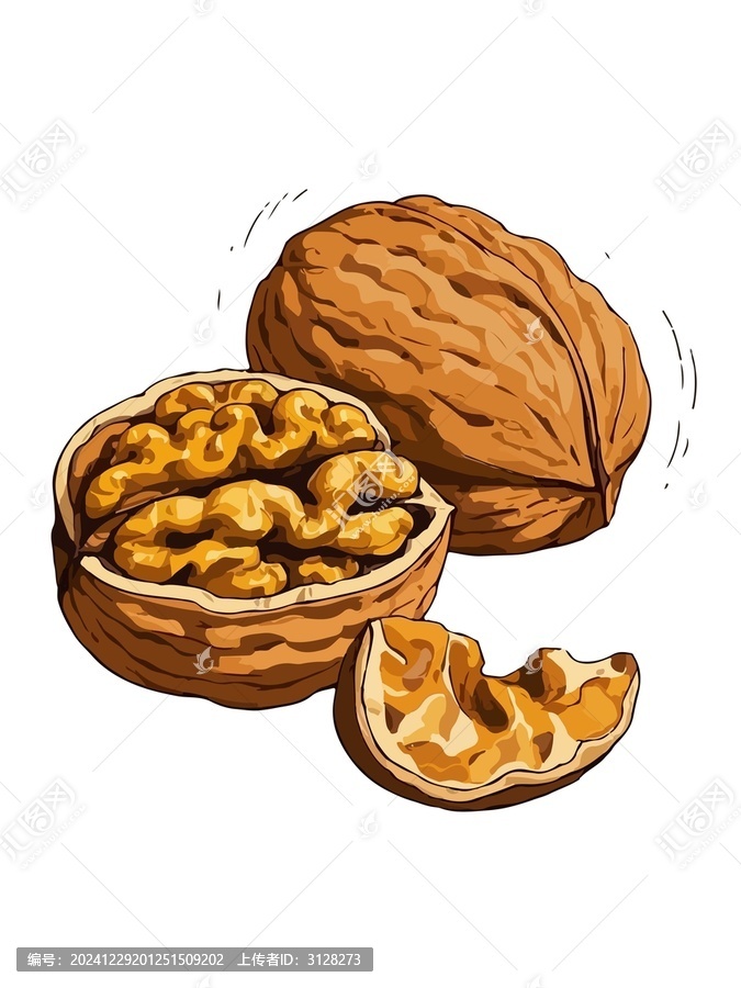 核桃插畫