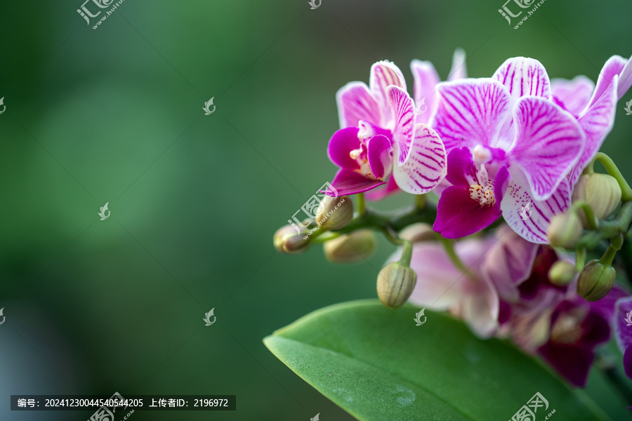 紫色蝴蝶蘭花朵