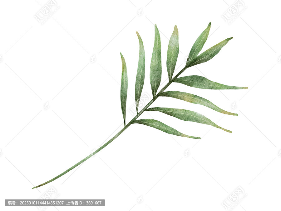 葉子插畫素材