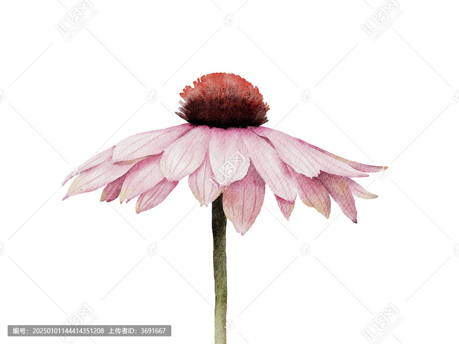 菊花水彩插畫