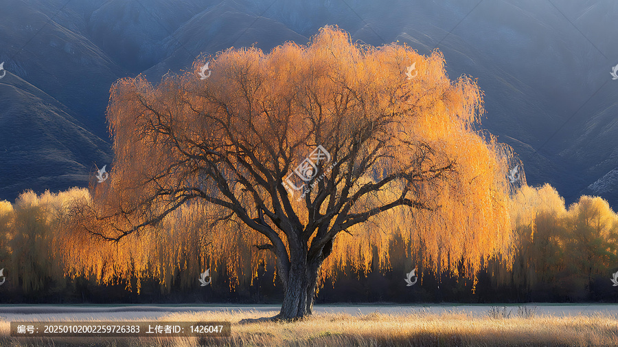 秋日金黃的垂柳風(fēng)景