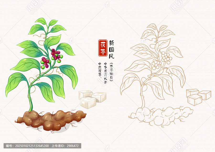 茯苓草藥插畫