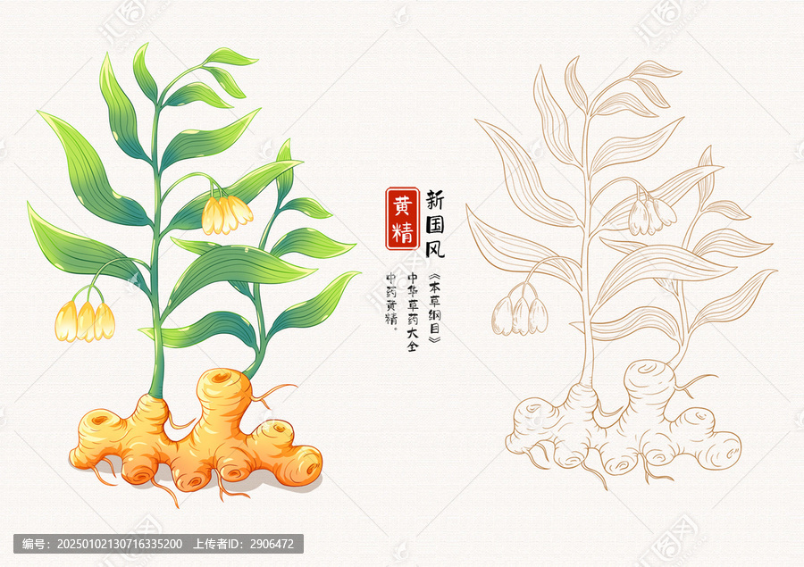 黃精草藥插畫手繪