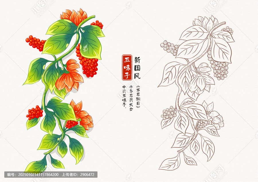 五味子草藥插畫