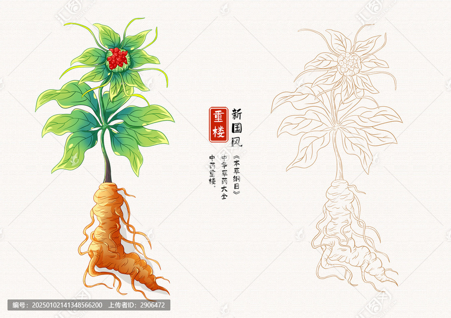 重樓草藥插畫