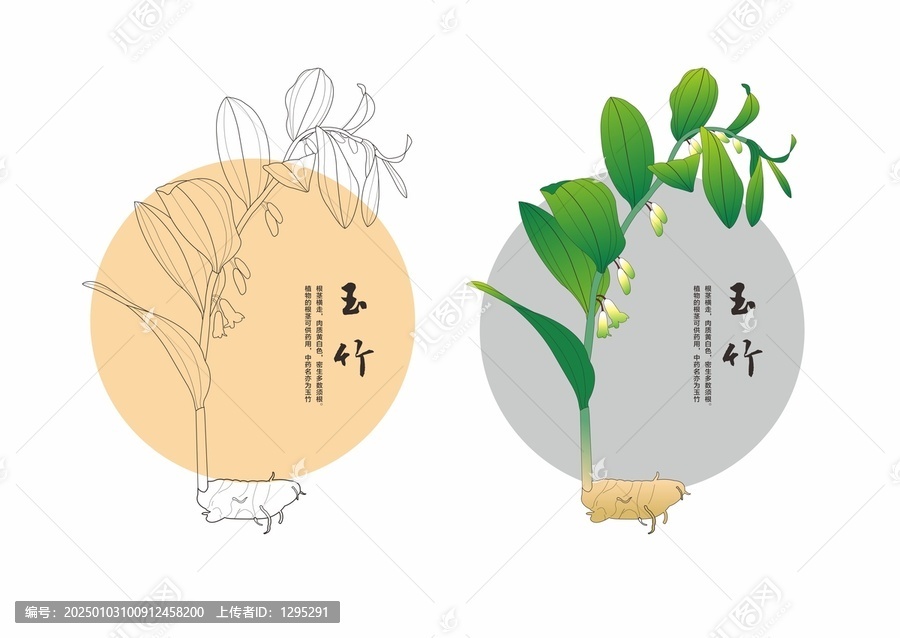 手繪玉竹