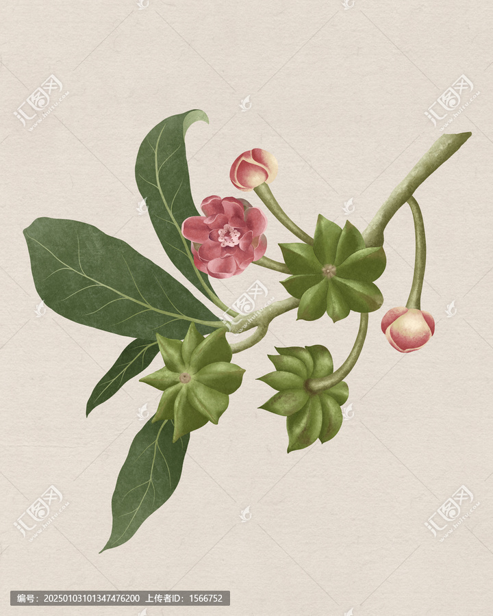 八角植株
