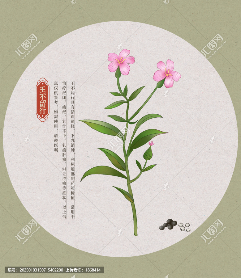 王不留行中草藥國潮國風(fēng)水彩插畫