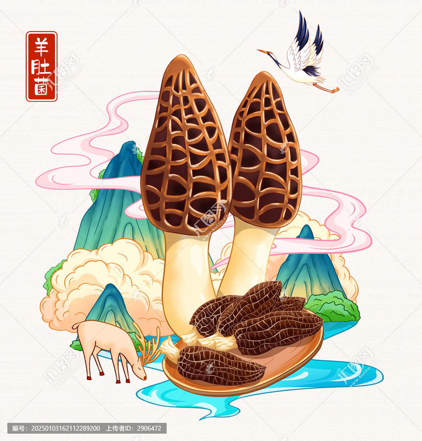 羊肚菌插畫包裝手繪