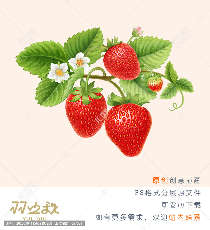 手繪草莓果實(shí)