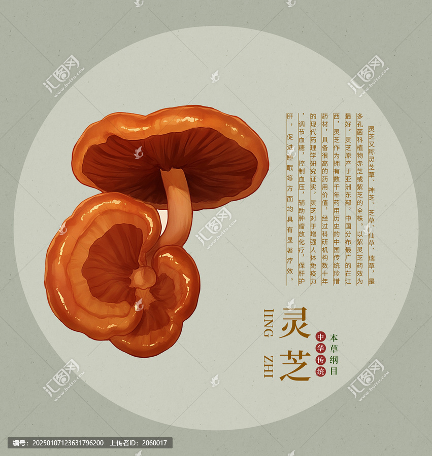 靈芝手繪插畫