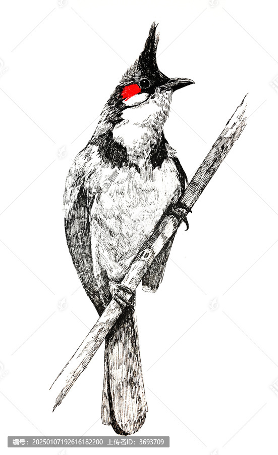鳥類鋼筆畫
