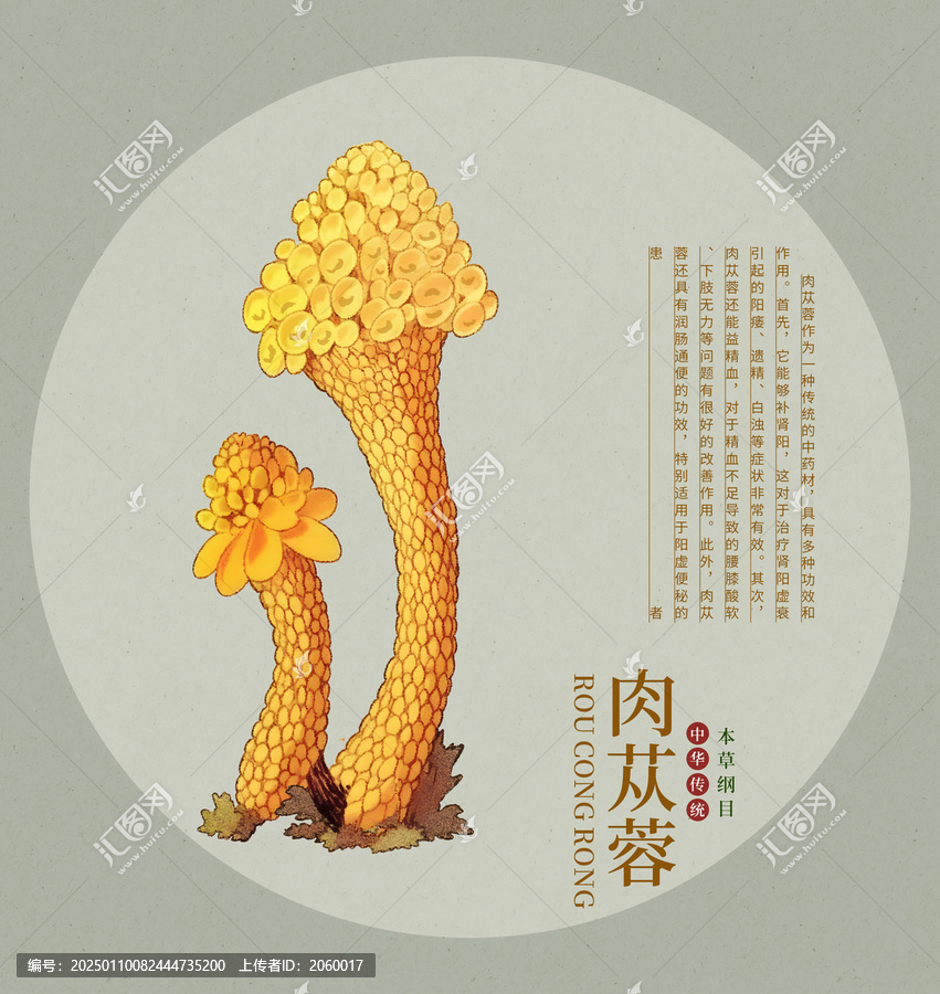 肉蓯蓉手繪中草藥插畫