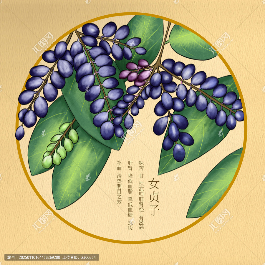 手繪中藥材插畫女貞子