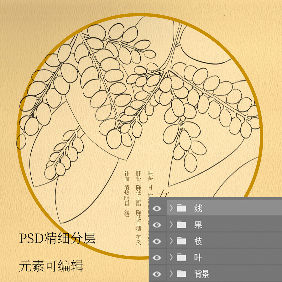 手繪中藥材插畫女貞子
