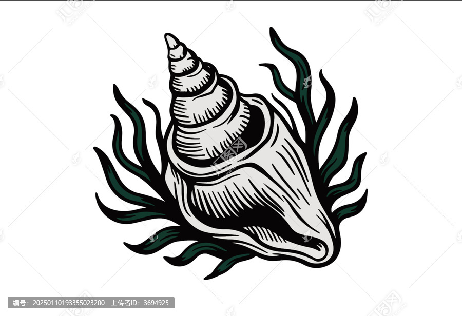 手繪線描版畫海螺海草海洋包裝插畫