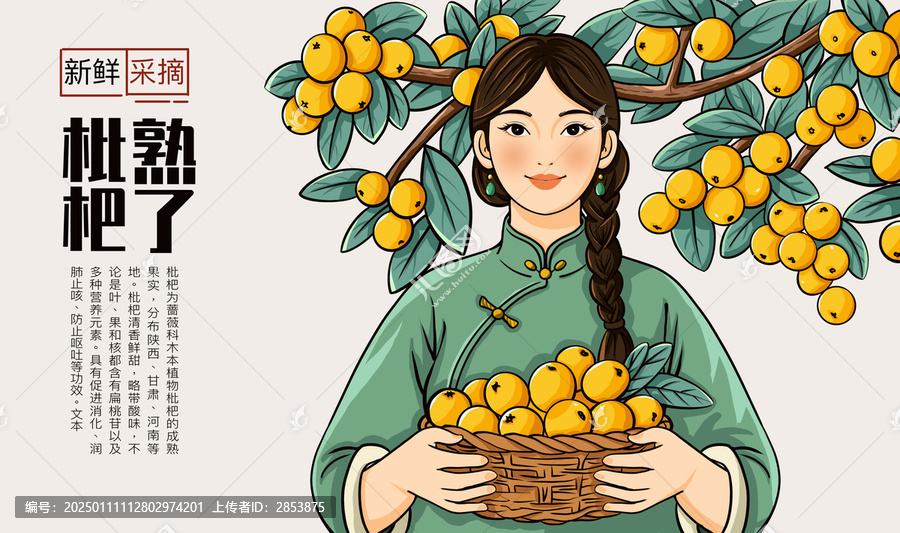 枇杷包裝插畫