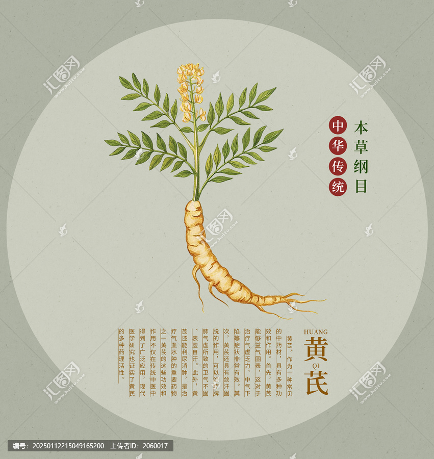 黃芪中藥材手繪