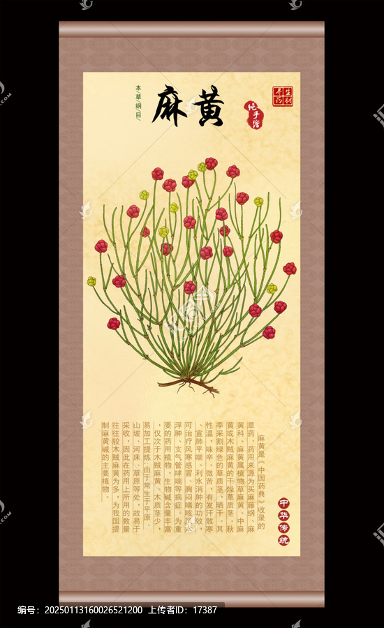 麻黃插畫