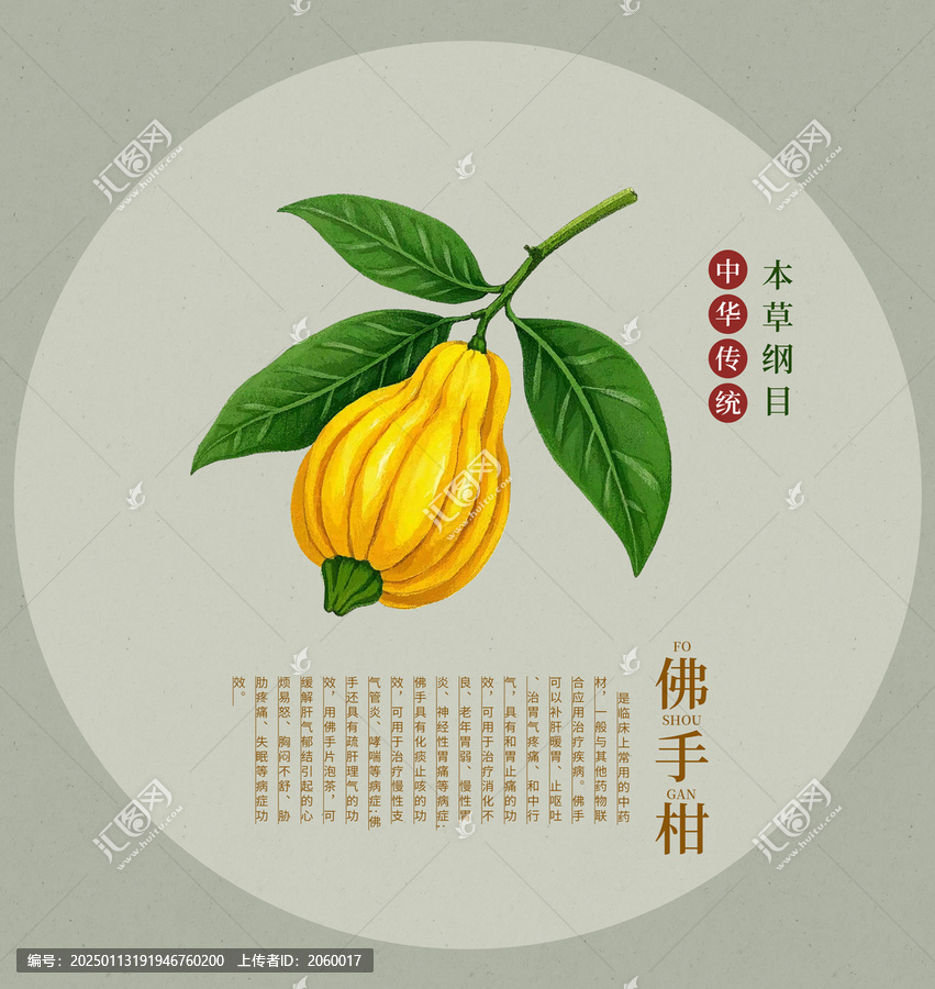佛手柑手繪插畫中草藥包裝