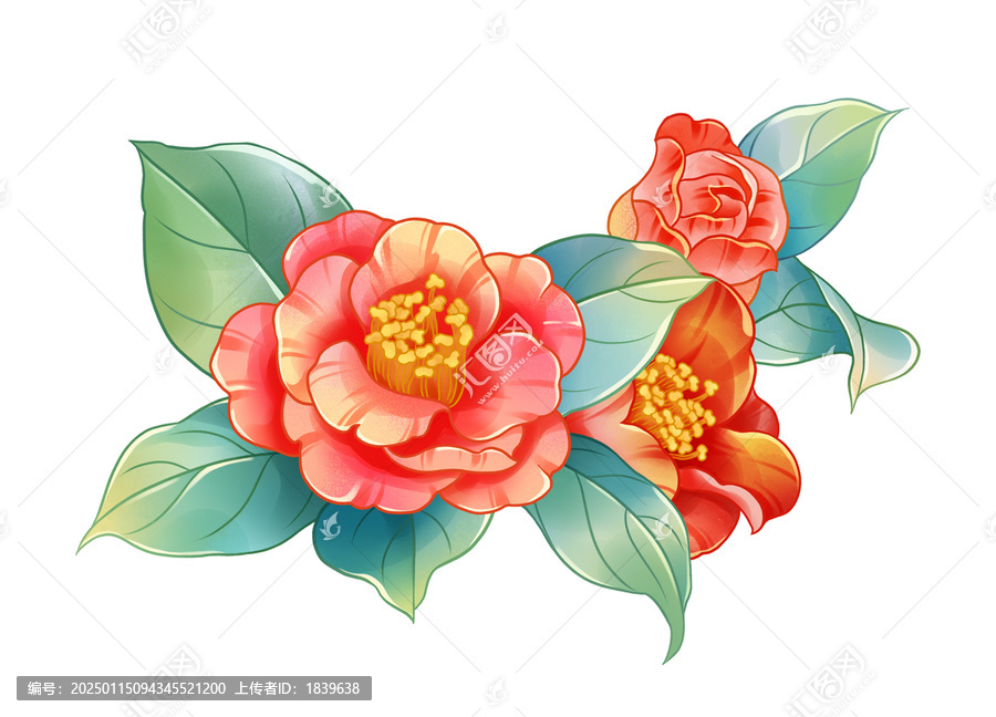 紅色山茶花插畫素材