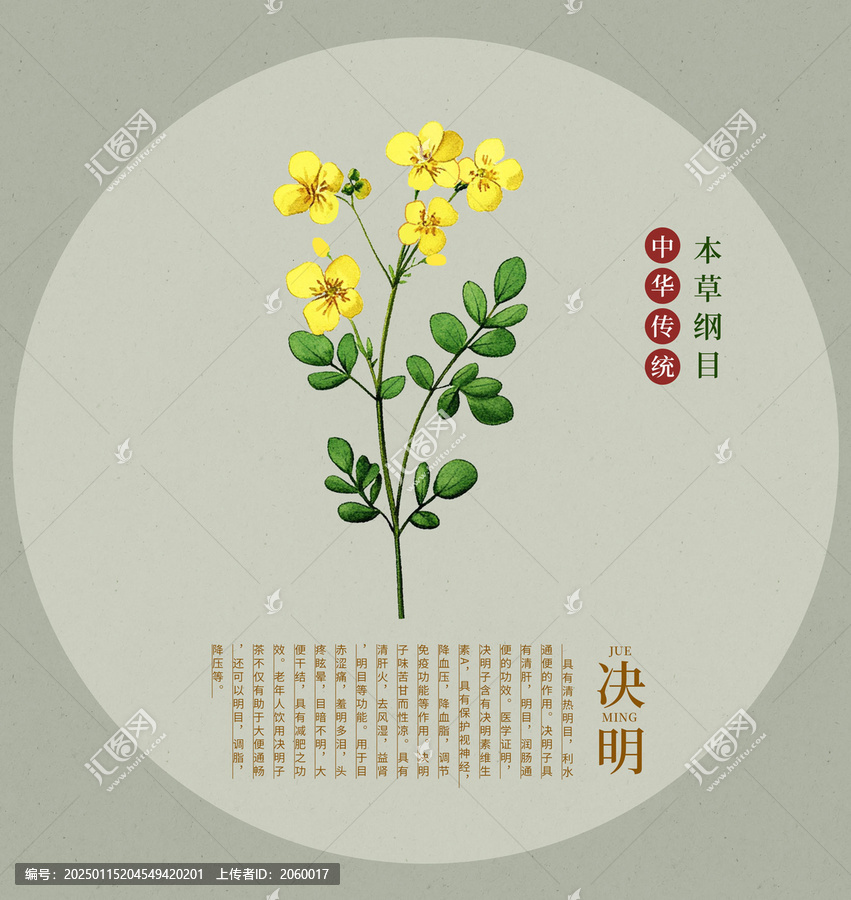 決明子中草藥素材插畫