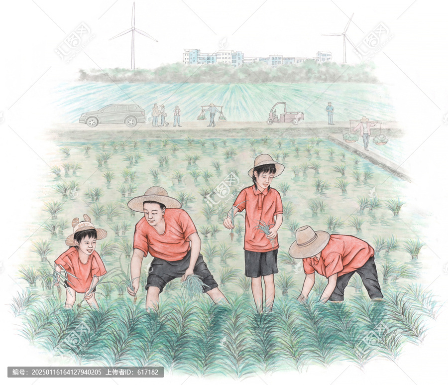 插秧