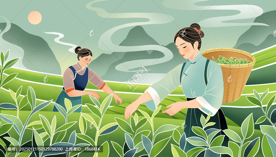 茶園采茶插畫