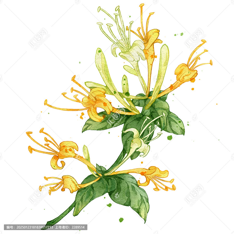 金銀花手繪中藥材水彩插畫