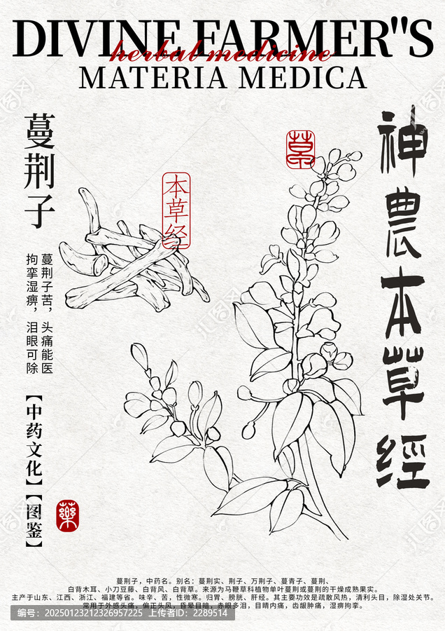 蔓荊子線稿手繪中藥材水彩插畫設(shè)計(jì)模版