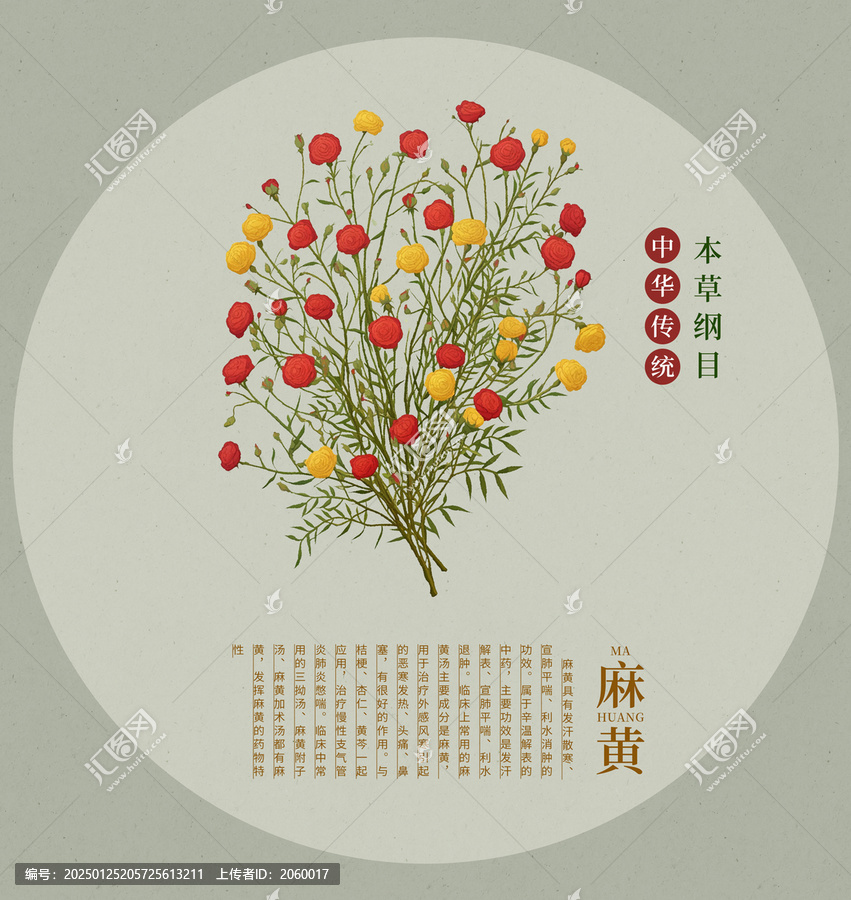 麻黃中草藥手繪插畫