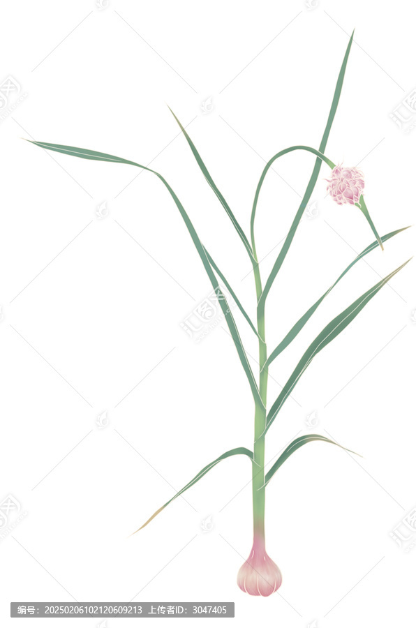 蒜