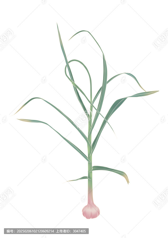 蒜