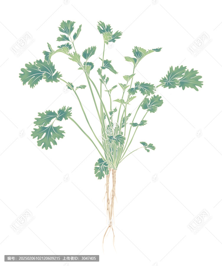 香菜