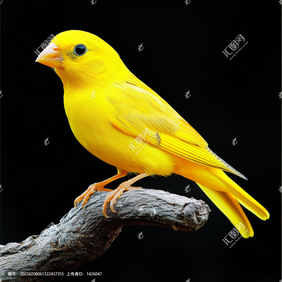 樹(shù)枝上鮮艷的黃色小鳥(niǎo)特寫(xiě)