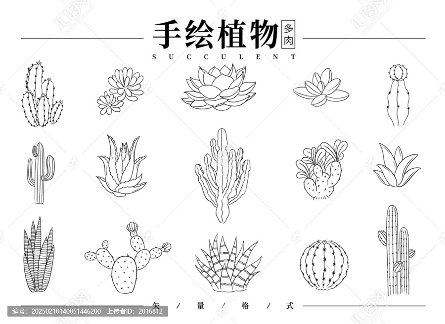 手繪多肉植物線稿