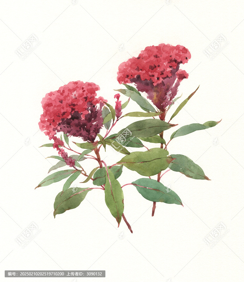 水彩繪畫雞冠花