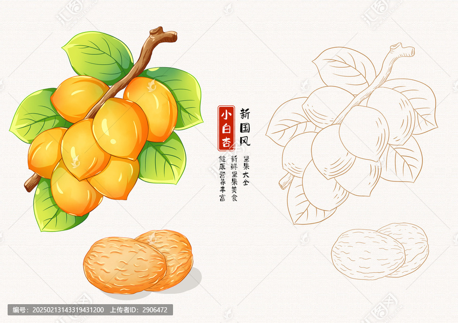 小白杏插畫白描