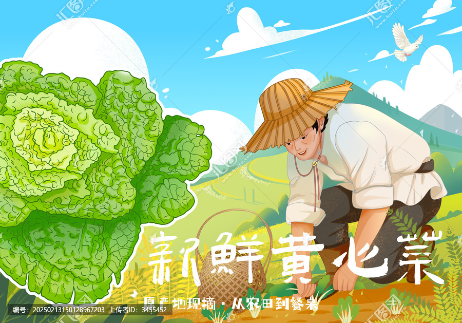 黃心菜包裝插畫