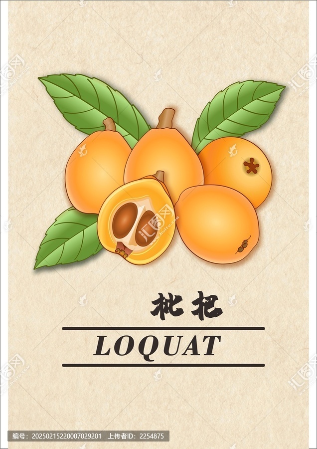 枇杷插畫(huà)