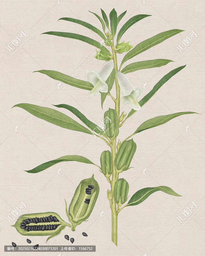 黑芝麻