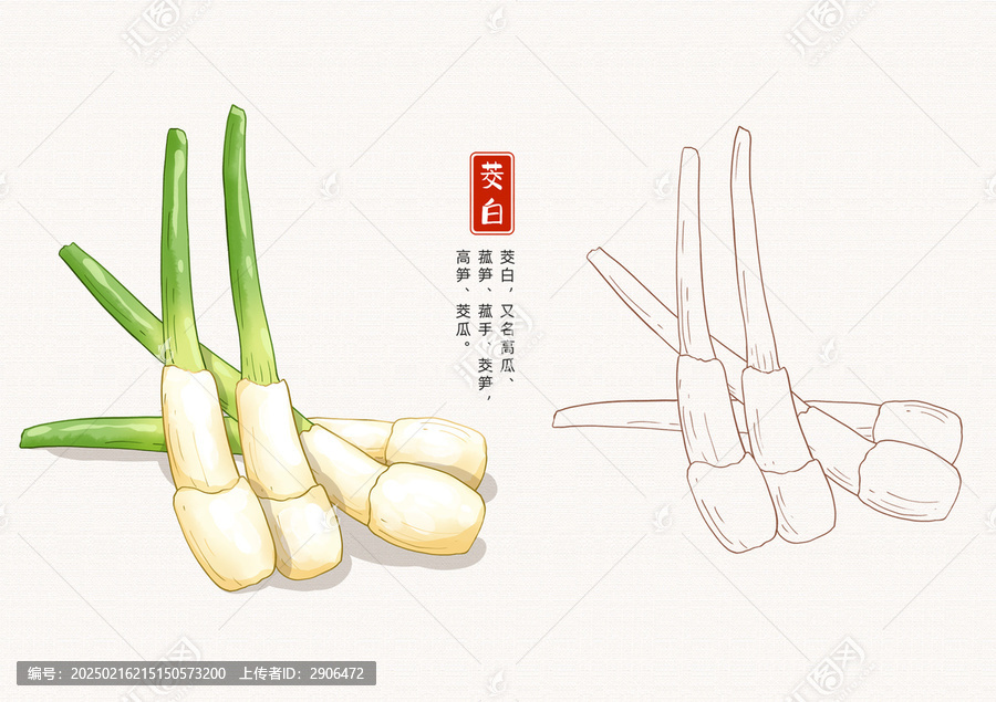 茭白插畫手繪