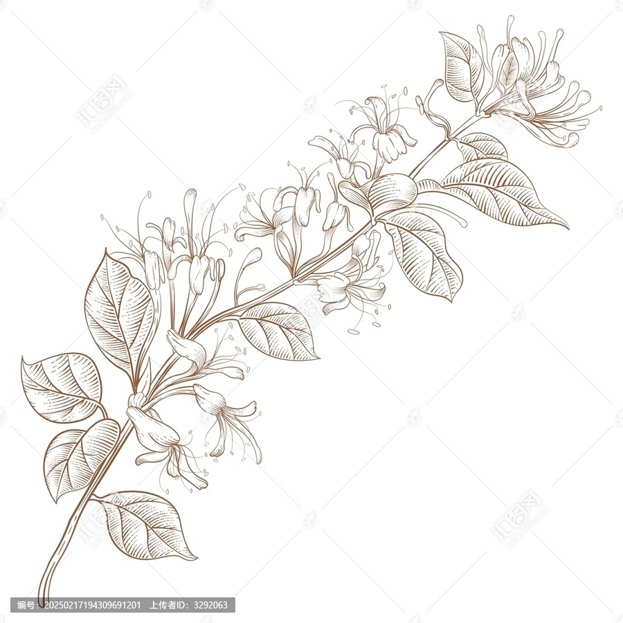 金銀花鋼筆畫