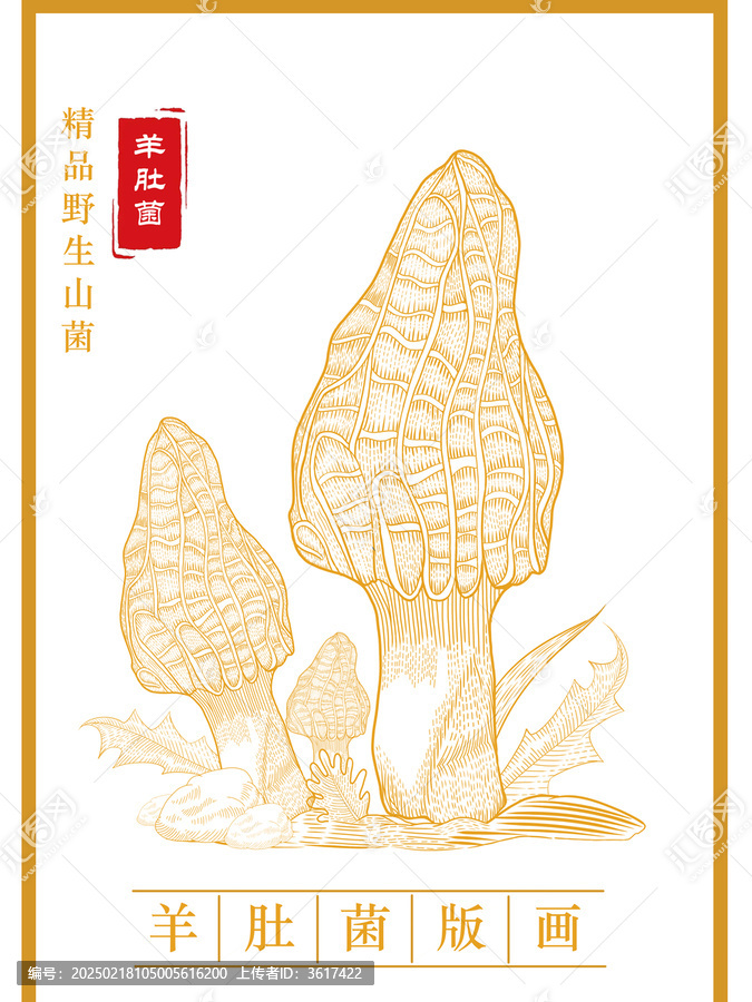 羊肚菌野生山菌版畫
